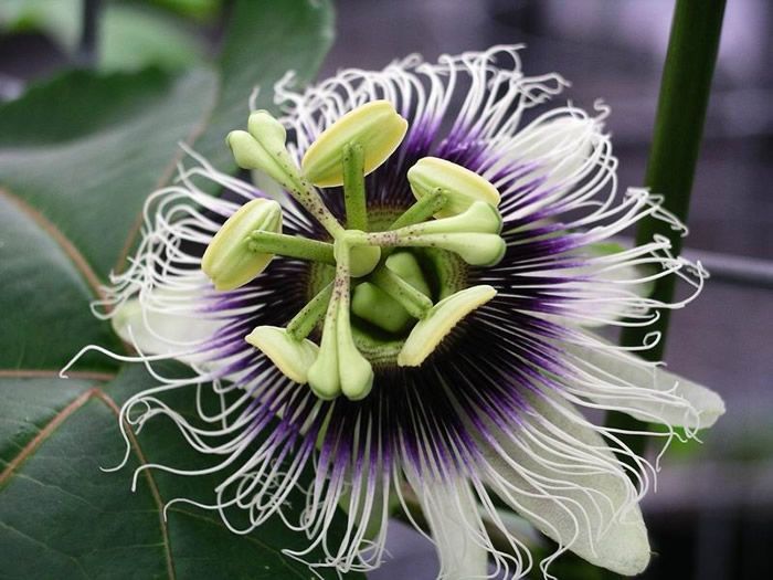 Flor de la parchita