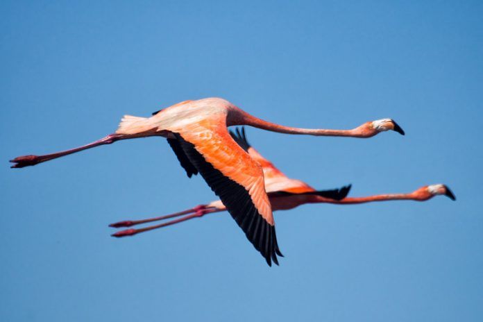 Flamencos, aves en Unare