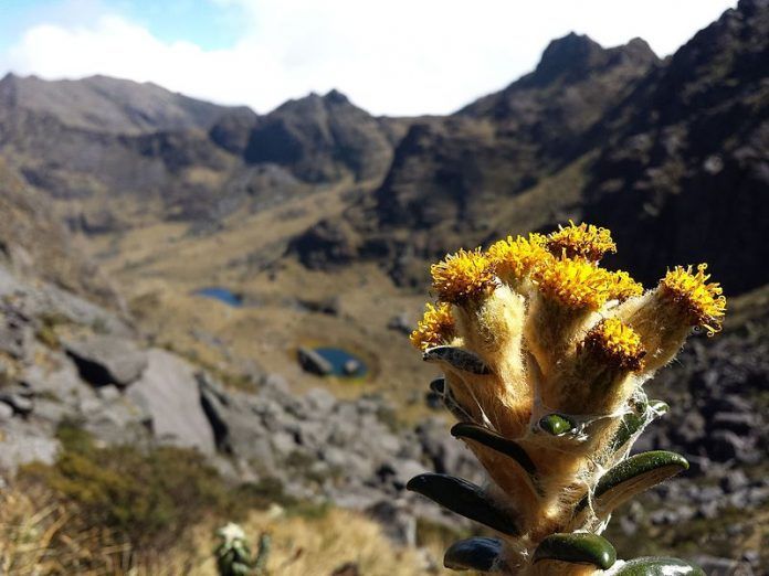 Frailejón en el páramo Batallón, Parque Nacional Juan Pablo Peñaloza