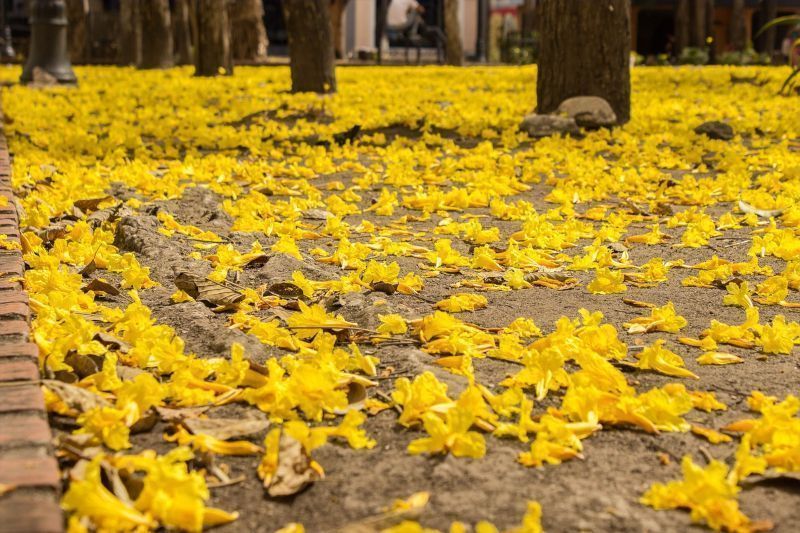 Las flores de araguaney dejan una alfombra "de oro" al pie del árbol