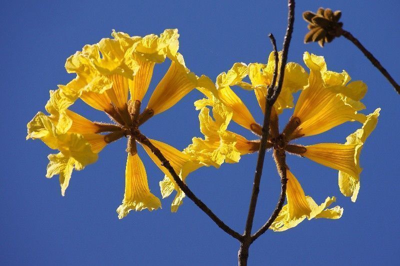 Flores de araguaney