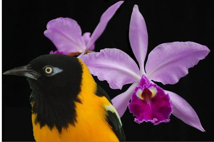 La orquídea y el turpial