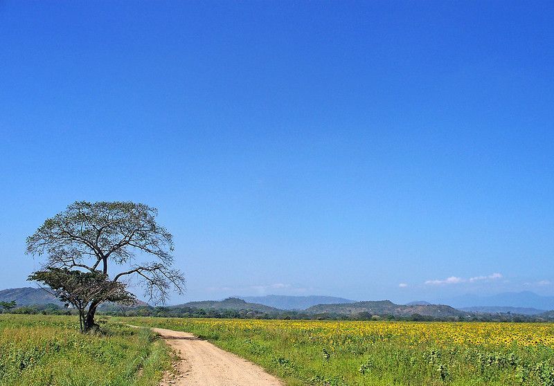 Sembradíos de Girasoles en Turén