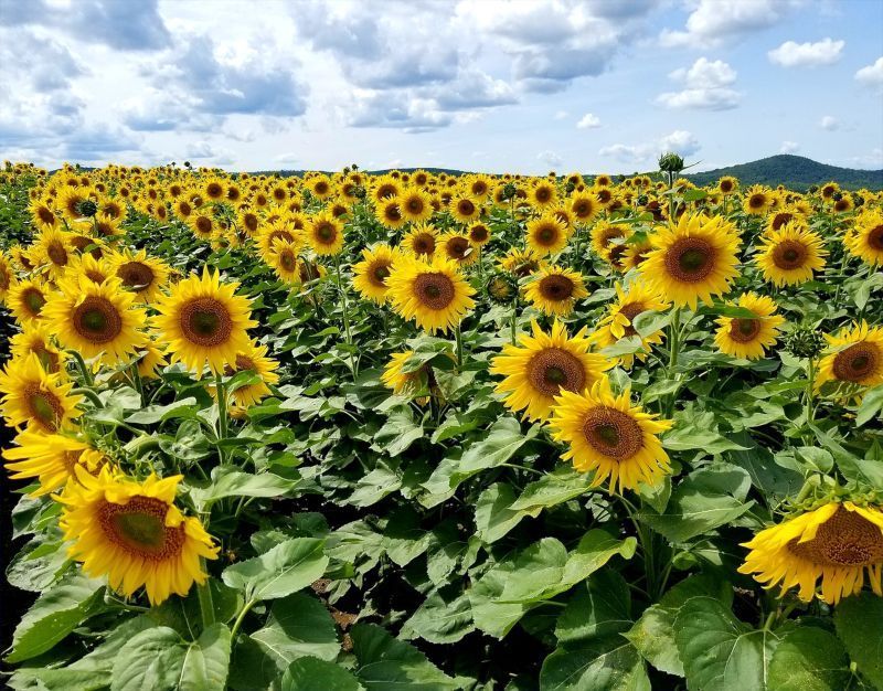 Girasoles en Turén