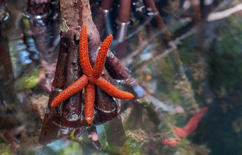 Estrella de mar entre los mangles