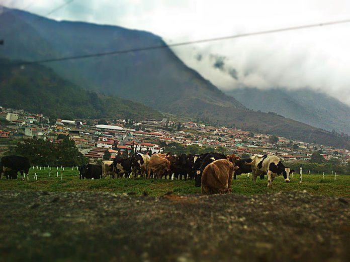 Bailadores, Estado Mérida