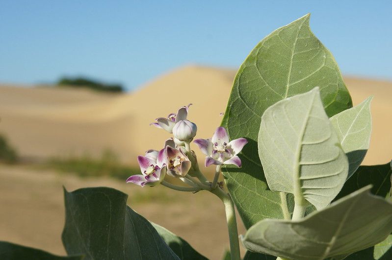 Flores del desierto