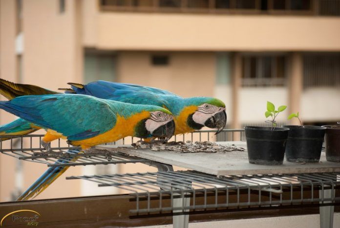 Las guacamayas de la ciudad