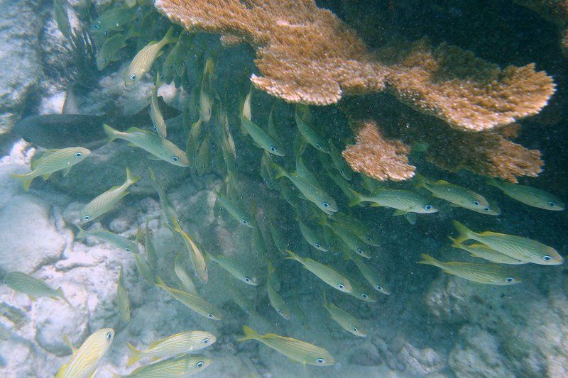 Las aguas cristalinas permiten admirar la belleza del arrecife