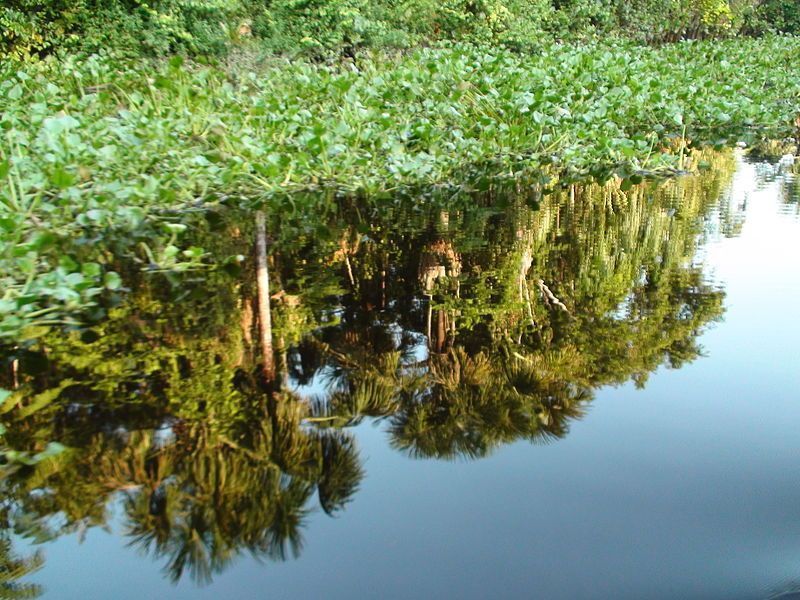 Delta del Orinoco